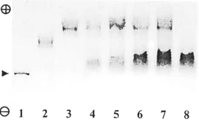 FIG. 3. Gel-filtration analysis of [DF interaction with BSP-A1/-A2 and