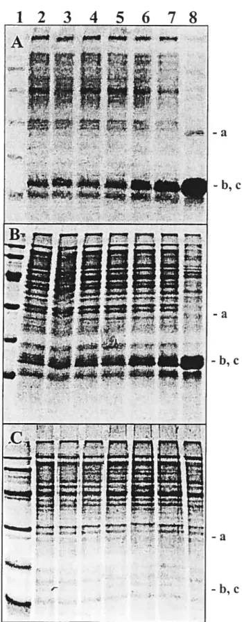 FIG. 1. SDS-PÀGE pattern of sperrn proteins from sernen incubted un diluted or diluted with TG or EY-IG extender and incuhated t 37C.