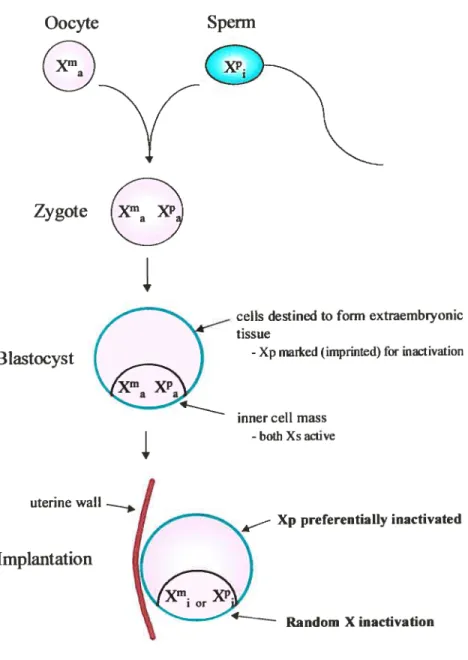 Figure 1. Timing and appearance of X inactivation during female mouse development. After