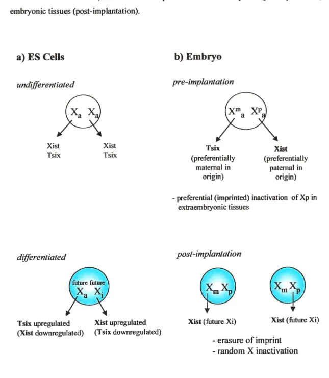 Figure 3. Xist, Tsix and X inactivation. a) Xis! and Tsix expression in undifferentiated versus differentiated ES ceils