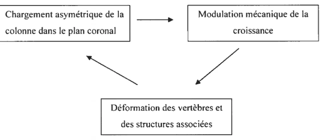Figure 1.1-Le cercle vicieux de la SIA. Analyse de la symétrie du chargement du corps vertébral et de conséquences sur le rachis