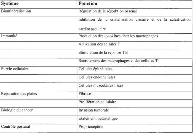 Tableau 1.5-Résumé simplifié des principals rôles d’OPN au sein de l’organisme. (Adapté de Mazzali 2002)