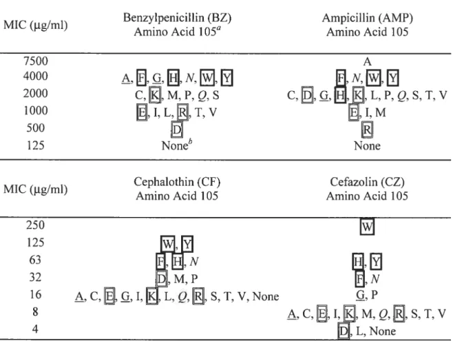 Table 2.1. MICs of E. cou XL1-Biue ceils expressing TEM-1 3-lactamase with Tyr-105