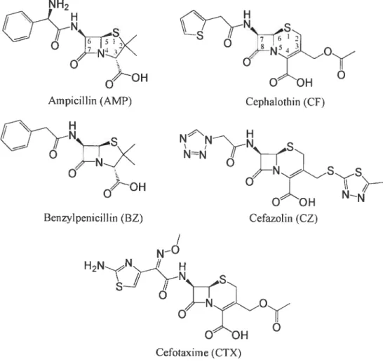 Figure 2.1. Structures of 13-lactam antibiotics used in this study. Ampicillin and