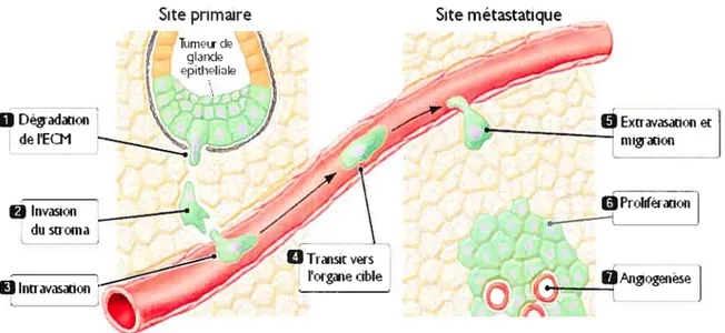 Figure 1. 3 : Séquence des événements pour l’implantation d’une métastase. (adapté de (52)).