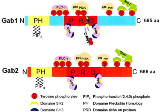 Figure 1. 6 : Domaines fonctionnels de Gabi et Gab2 et leurs interactions respectives avec les protéines de la voie de signalisation en aval de c-Met.