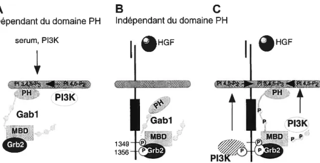 figure 1. 7 Mécanismes de recrutement de Gabi à c-Met par le domaine homologue à la pleckstrine (PH).