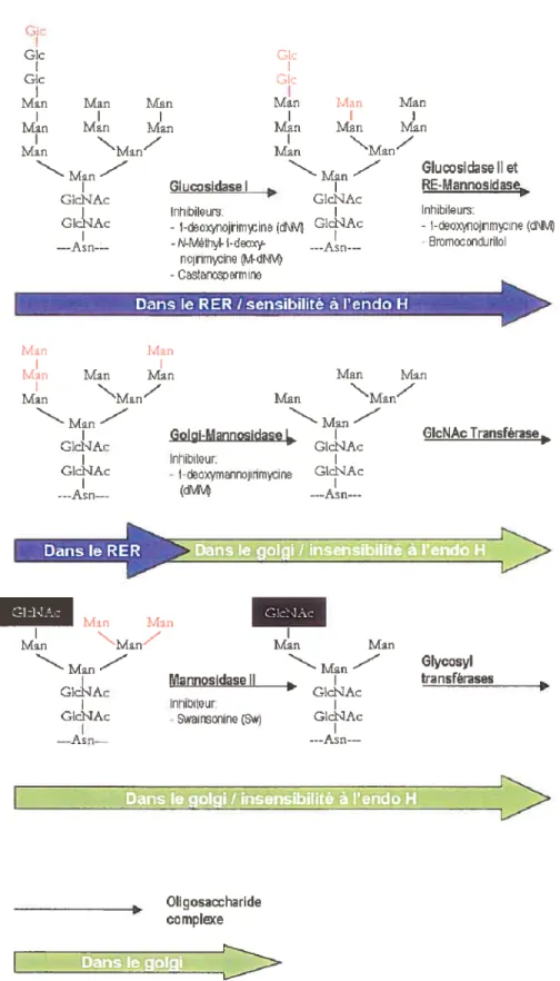 Figure 2: Représentation schématique de la maturation des sucres N-liés