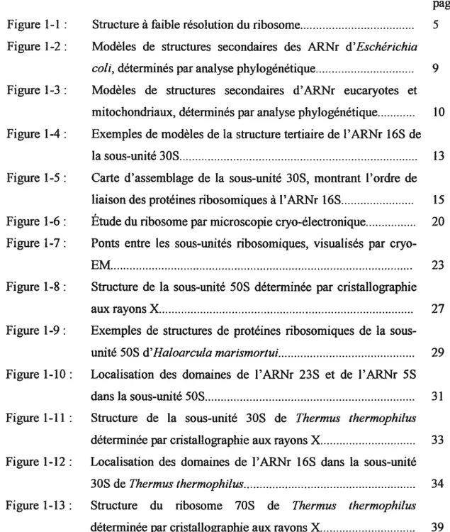 Figure 1-3 : Modèles de structures secondaires d’ARNr eucaryotes et mitochondnaux, déterminés par analyse phylogénétique 10 figure Ï-4: Exemples de modèles de la structure tertiaire de l’ARNr 165 de