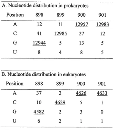 Table 2-1 : Nucleotide distribution in the 900 tetraloop in prokaryotes and eukaryotes.