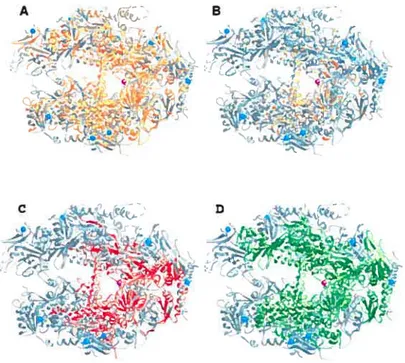 Figure 4: Conservation des ARN polymérases. A) Les résidus identiques entre l’ARN pol II de