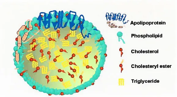 Figure 1.1 Schéma de l’organisation générale d’une lipoprotéine. Les lipides neutres (triglycérides et cholestéryl ester) se retrouvent au centre de la particule