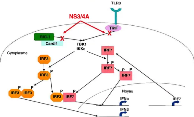 Figure 1.4: Cascades TLR3 et RIG-I et leur implication dans l’immunité innée. Points d’inhibition de la sérine protéase du VHC NS3/4A