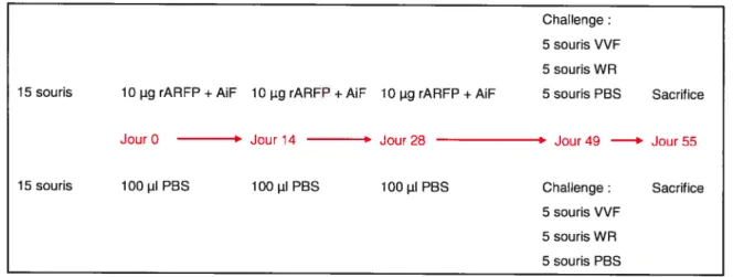 Figure 2.1 : Organigramme des protoco]es d’immunisation du vaccin protéique Challenge