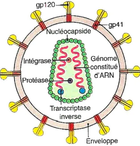 Figure 4 : Le virus de l’irnmunodéficience humaine (Janeway 2003)