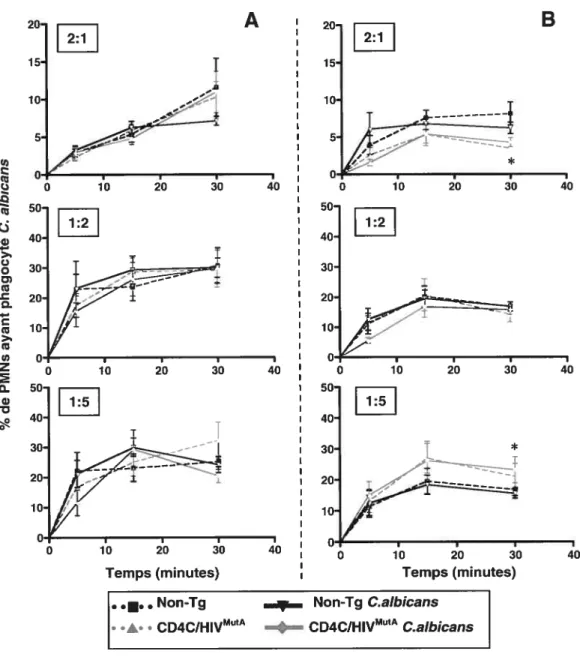 figure 12 : Phagocytose de C. aÏbicans par des PMNs de souris Tg CD4C/HIVMUtA et non-Tg, infectées ou non à C