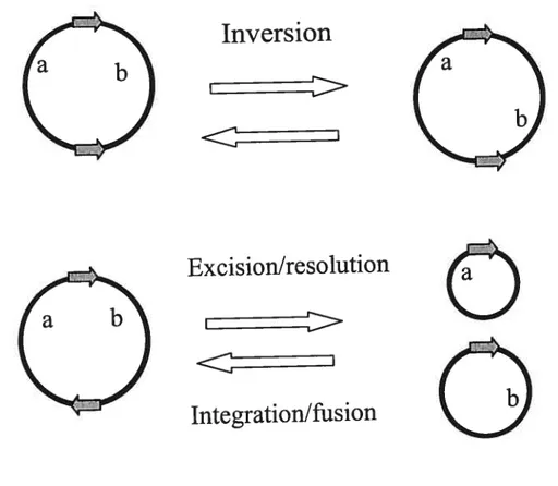 Figure I Outcomes from site-specific recombination. Triangles show the orientation ofthe