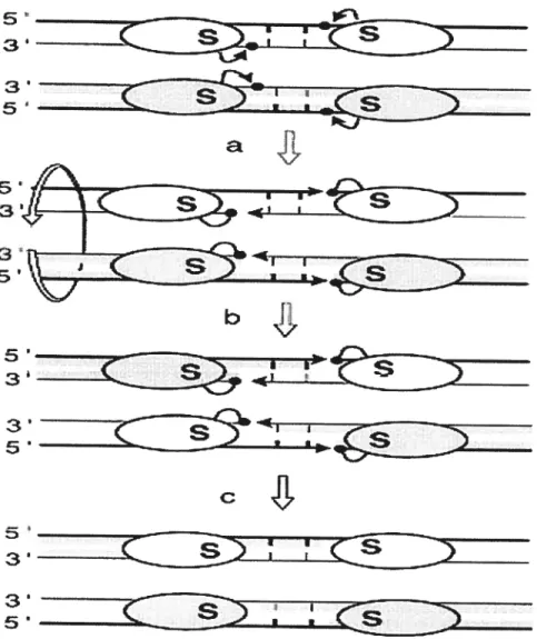 Figure 2 Model of the action of the resolvases/invertases. The subunit rotation model is shown