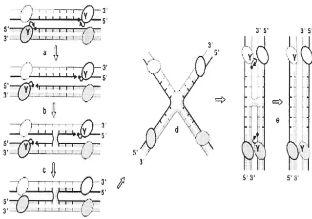 Figure 3. Sequential strand exchange by the 2 Int family site-specffic recombinases. The DNA strand swapping !isomerisation model is presented
