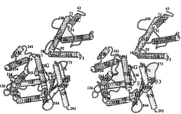 Figure 4. Overail structure of the XerD protein. The numbering refers to the beginning and