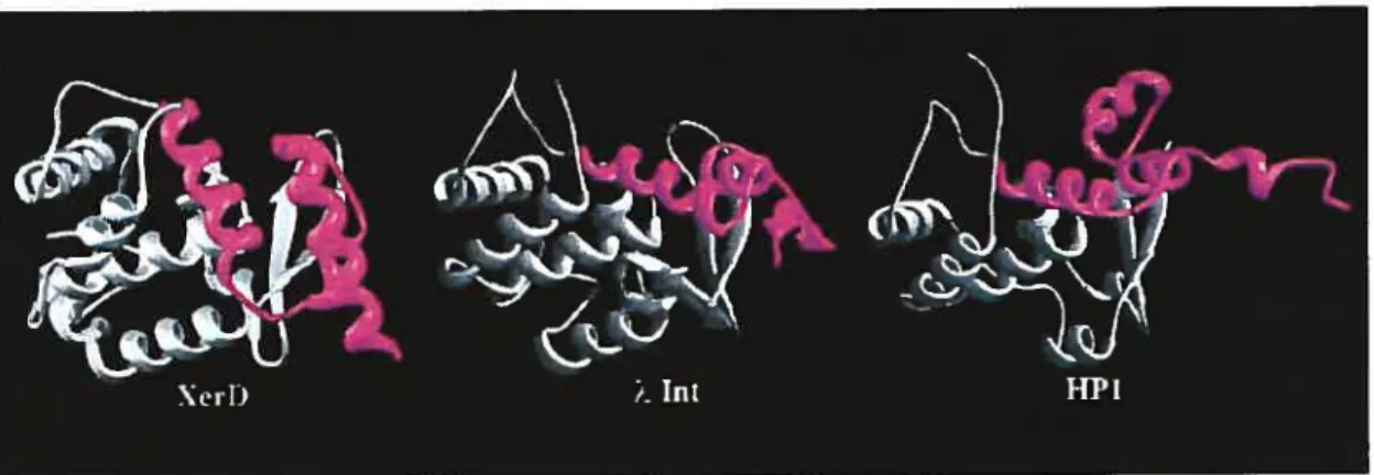 Figure 5. Comparison of the structures of the C-terminal domains of XerD. Int and HP 1 Int