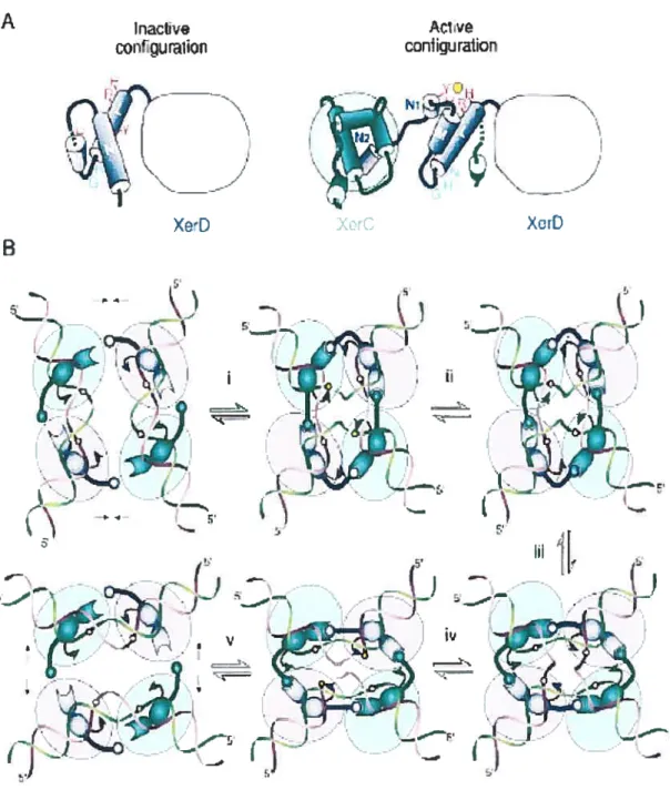 Figure 6. Control of Catalysis in Xer Recombination. (A) Proposed reconfiguration of XerD C-terminus upon assembly of the recombination complex on DNA