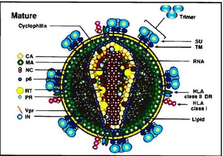 Figure 1. Structure de la particule virale du VIH-1. Schéma de l’organisation structurale de la particule virale