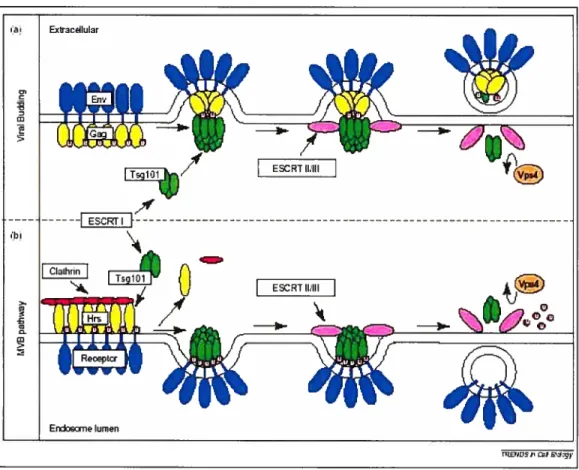 Figure 6. Relation entre l’assemblage du VIII-1 et la voie endosomale. (A)