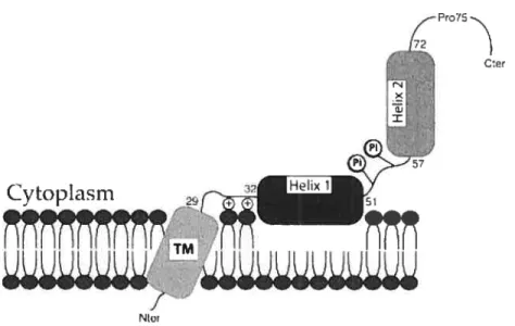 Figure 7. Structure de la protéine Vpu du VIII-l. (Figure tirée de Bour, S. &amp; Strebel,