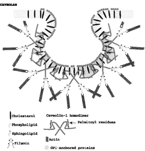 Figure 10. Structure des cavéoles. (Figure tirée de Quest, A.F.G., Leyton, L., Pàrraga, M