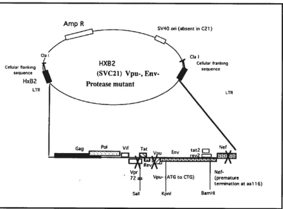 Figure 12. Schéma de la construction provirale SVC2I Vpu- Env- PR-. La