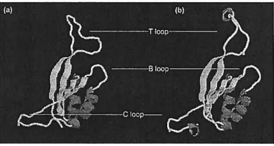 Figure 3. Structure d’un monomère de (a) GYnB et (b) G1nK. (Ninfa, 2000)