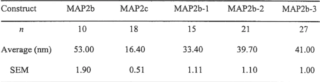 Table 2. Spacing between microtubules in the processes induced by truncated and full length forms of MAP2