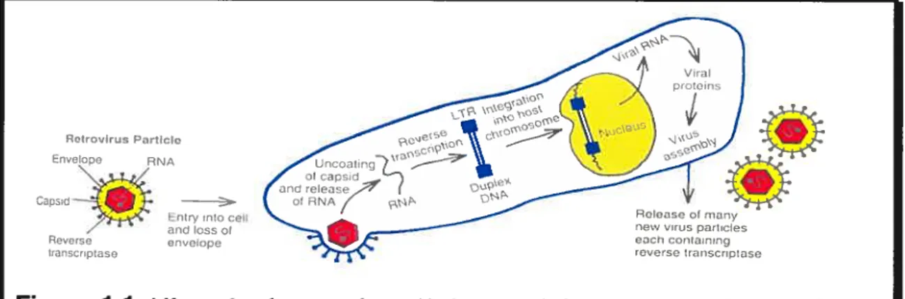 Figure 1 .1: Life cycle of a retrovirus. Under normal circumstances a virus contains two identical RNA strands