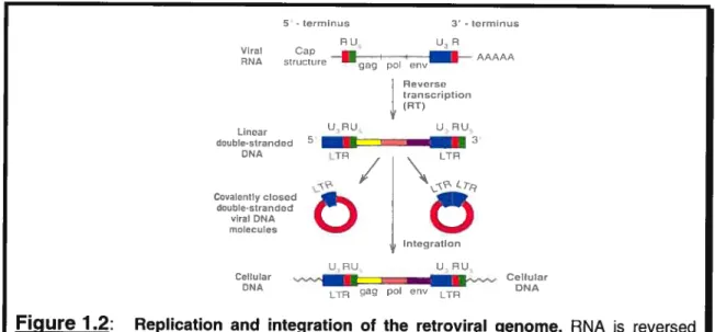 Figure 1.2: Replication and integration of the retroviral genome. RNA s reversed transcribed to form both linear and circular forms of viral DNA