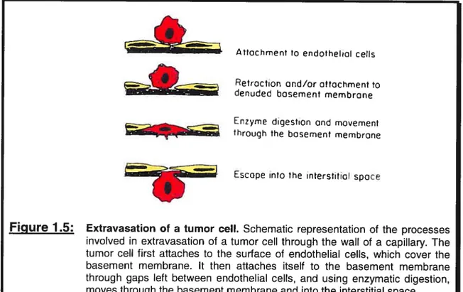 Figure 1.5: Extravasation of a tumor celi. Schematic representation of the processes involved in extravasation of a tumor celi through the waII of a capillary