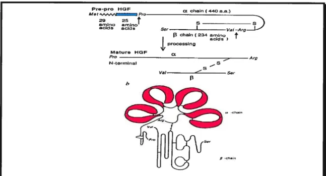 Figure 1.6: Structure of HGF/SF. HGF/scatter factor in its pre-form where both X and 3-