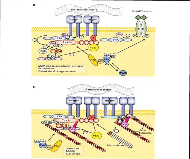 FIGURE 17: Integrin and growth-factor signalling through paxillin, and interactions with the actin cytoskeleton