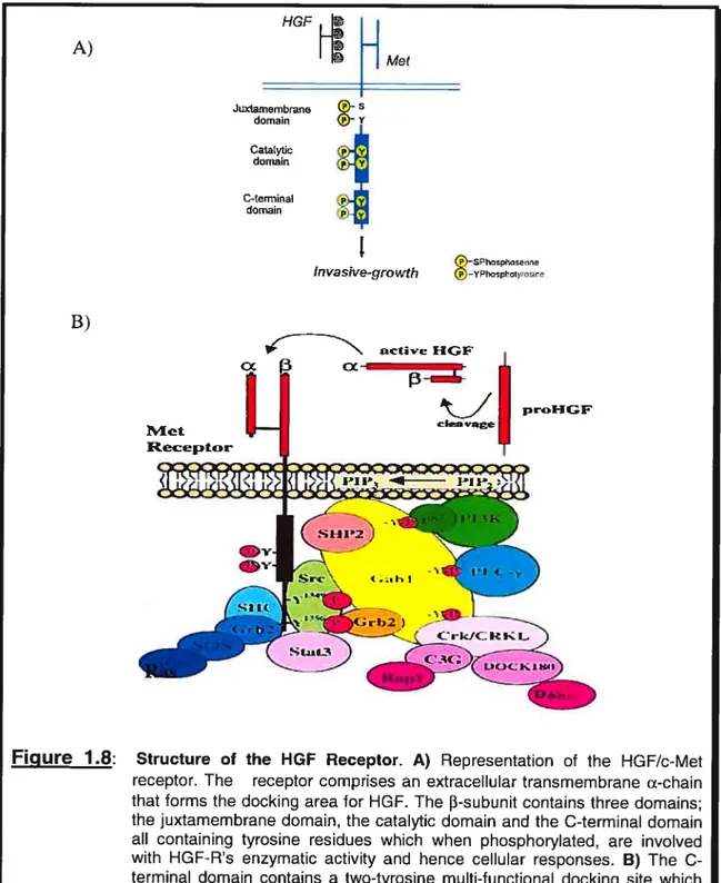 Figure 1.8: Juxtamembrane ®- sdemain YCatalyticp YdomainpYC-terminalydomainj) [1 H MetA)B) P —SPhsphaseoreInvasive-growth P —YPhophoIyrosweP’4etReceptoractive HGFcx prHGFclen .sge