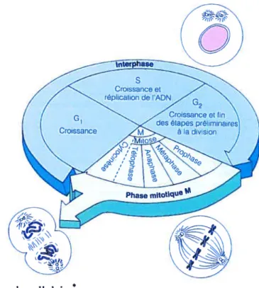 Figure 3 Le cycle cellulaire*