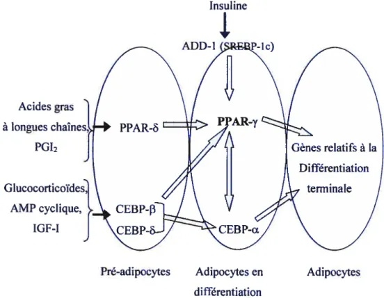 Figure 4 : Relation* entre signaux externes, facteurs de transcription et PPAR-y44