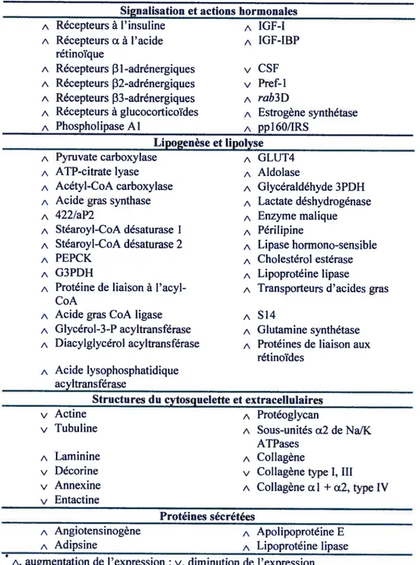 Tableau IV: Variation* de l’expression de différentes protéines durant la différentiation des adipocytes**