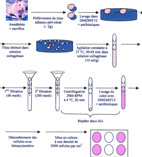 Figure 5 Isolation des cellules préadipocytaires
