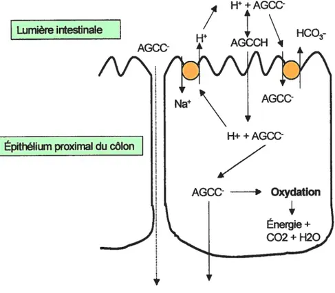 Figure 1: Modèle simplifié de l’absorption des AGCC par les cellules épithéliales du côlon