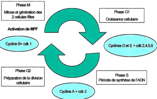 Figure 5 Le cycle cellulaire