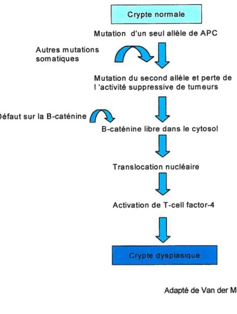 Figure 9: Modèle de la mutation du gène APC