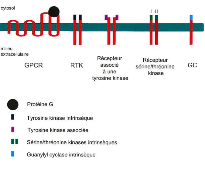 Figure 1: Les cinq classes de récepteurs des hormones polypeptidiques