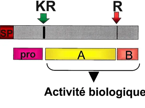 Figure 3: Endoprotéo yse des prohormones poheptidigues Pro: prosegment, A: hormone A, B: hormone B