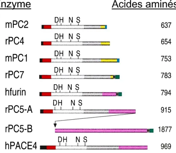 figure 6: Représentation schématique des PCs