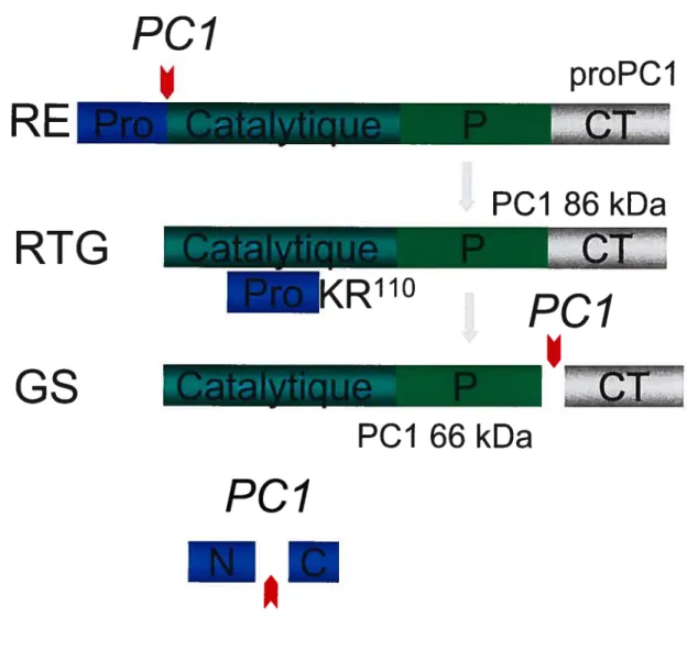 Figure 7: Maturation protéolytique de PCi dans la voie sécrétoire cellulaire Bien que sur cette figure le clivage du prosegment au site secondaire se produise dans le granule, cette coupure peut aussi avoir lieu dans le RTG.